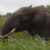 156 LOANGO Inyoungou Riviere Elephant Loxodonta africana cyclotis Solitaire 12E5K2IMG_79280wtmk.jpg